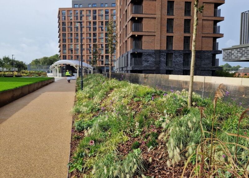revitalised urban park and planting.jpg